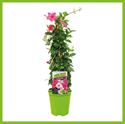 Afbeelding van Kp19 Sundaville Piramide Pink